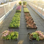 Schubert & Partner Gartengestaltung | Dachbegrünungspflanzen